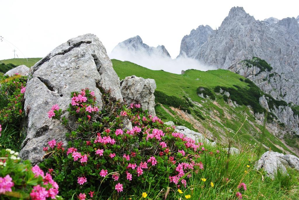 Pension Bergpracht Ramsau am Dachstein Eksteriør billede